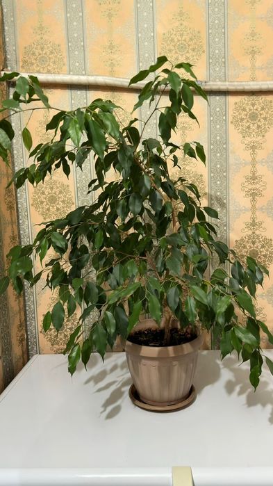 Комнатные Цветы Продам