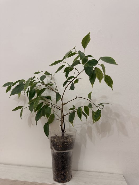 Продам фикусы разные сорта