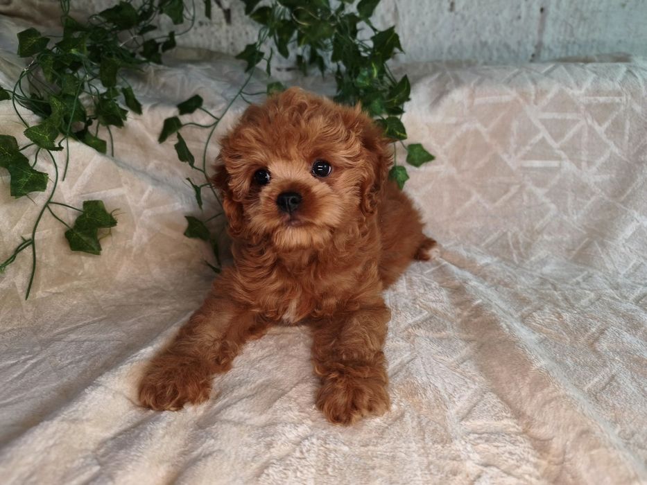 Vand baietel Cavapoo f1 rosu