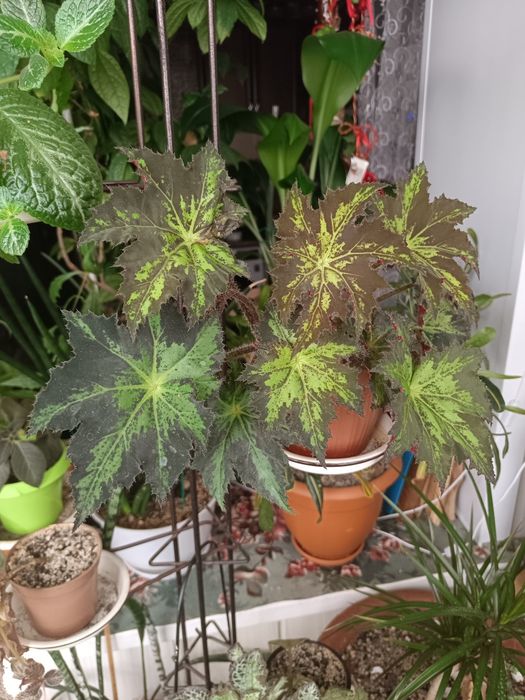 Комнатные растения