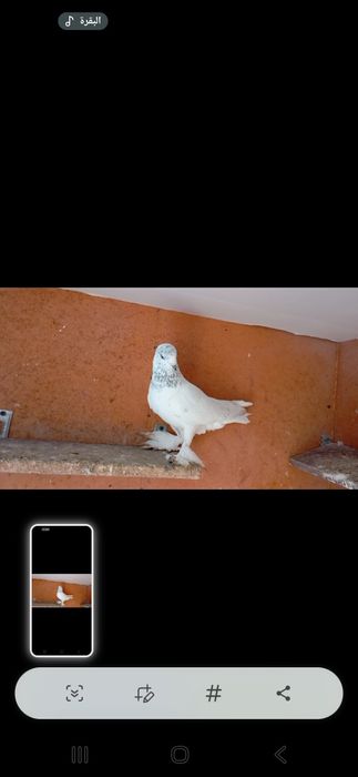 Сотилади кафтар нар