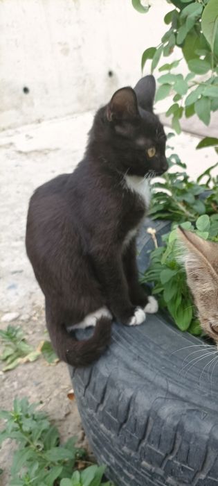 Отдам котёнка бесплатно