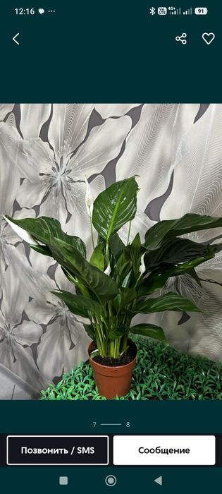 Комнатные цветы 8 марта