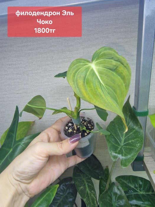 Комнатные цветы (адаптированные)