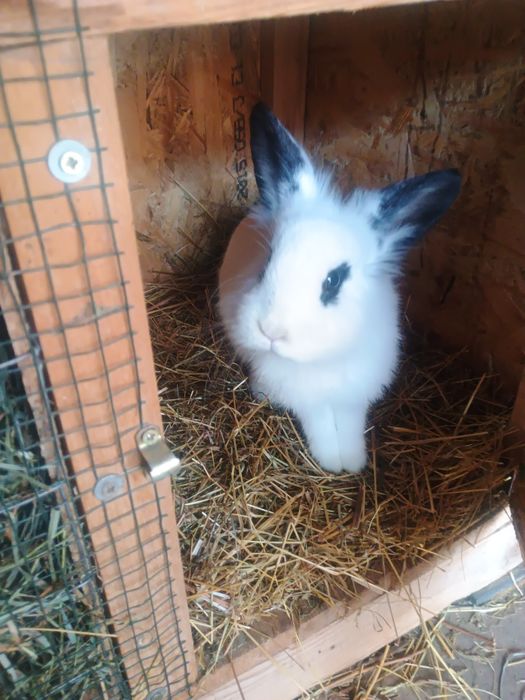 Vând femelă cap de leu