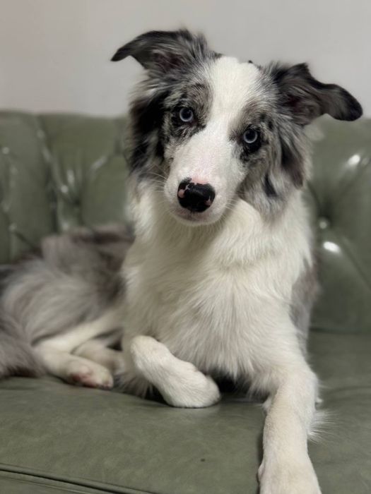 Экспресс-линька для собак