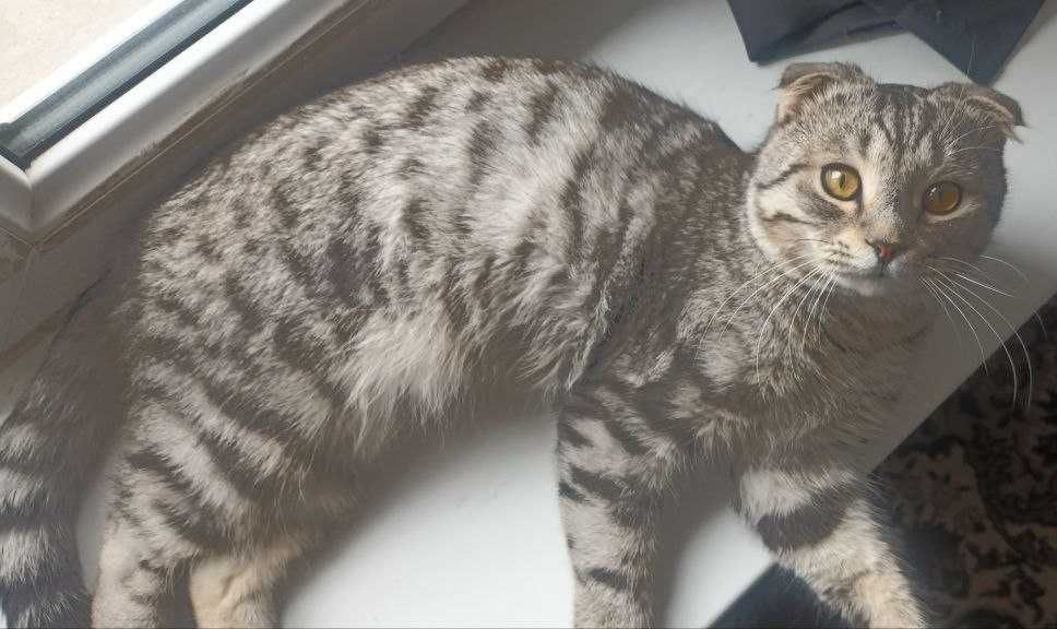 Продам кота в хорошие руки порода скотиш фолд