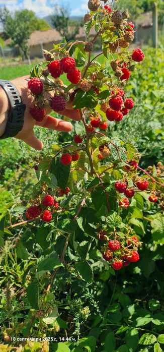 Продавам малини сорт Люлин