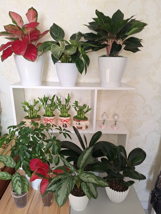 Комнатные растение