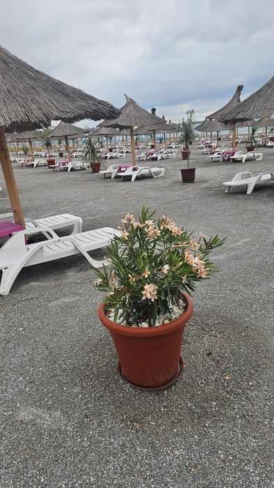 Sezlonguri de vanzare