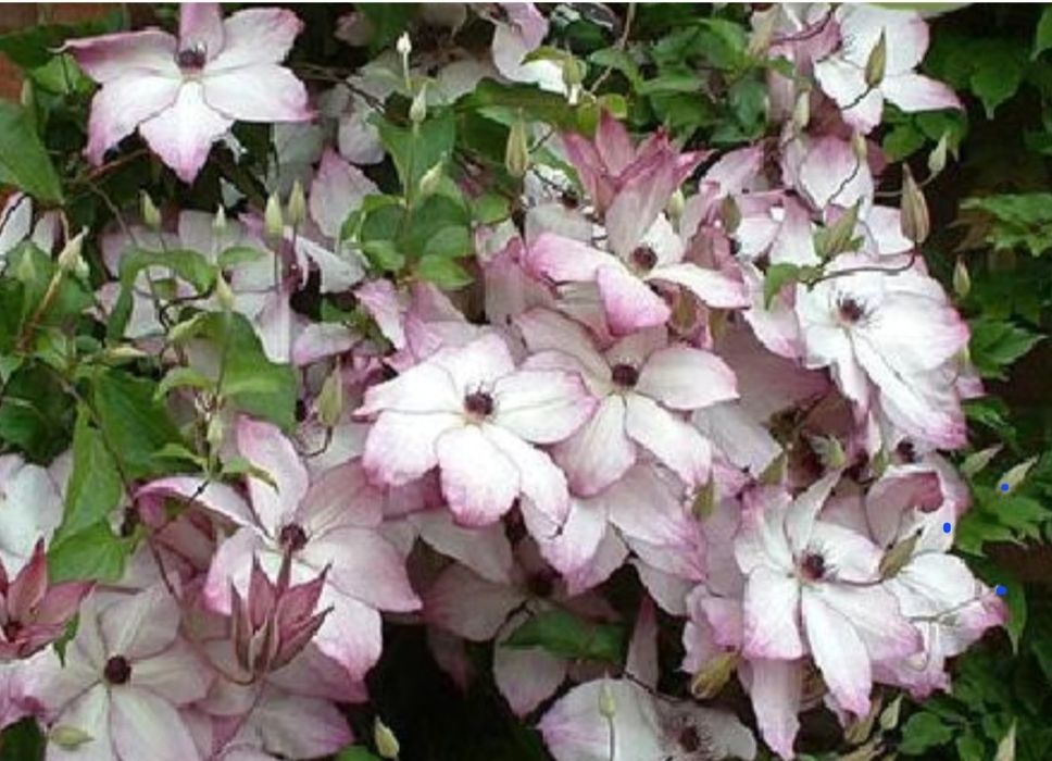 Цветы      Цветы