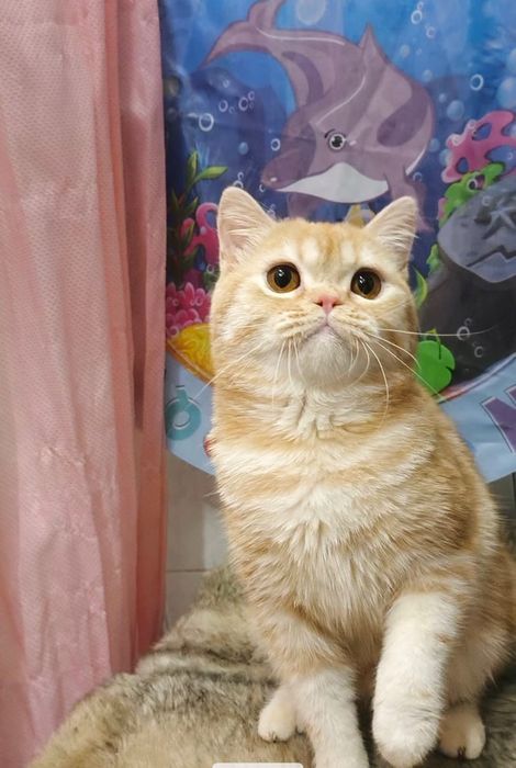 Шотландский котик из ПрофПитомника