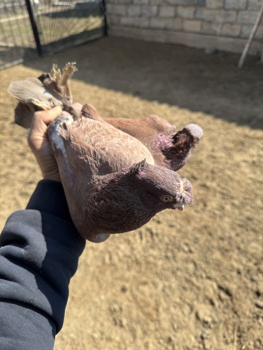 Продам двухчубых голубей