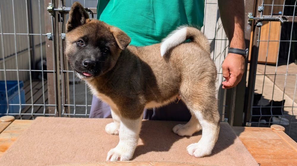 Mascul Akita American - linie de sânge premium