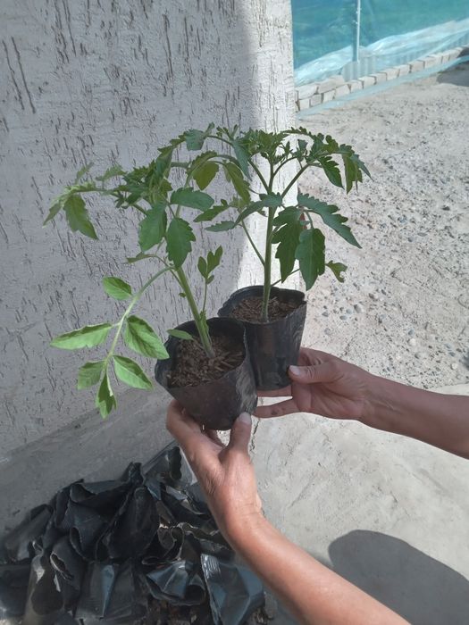 Рассада в ассортименте