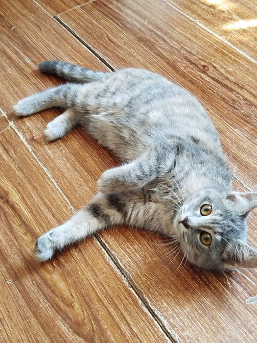 Отдам даром милого котика