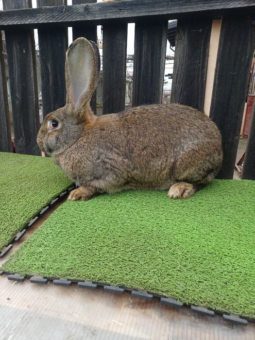 Vand iepuri uriasi german femele 11 luni