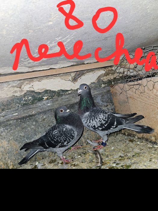 Vand porumbei voiajori !