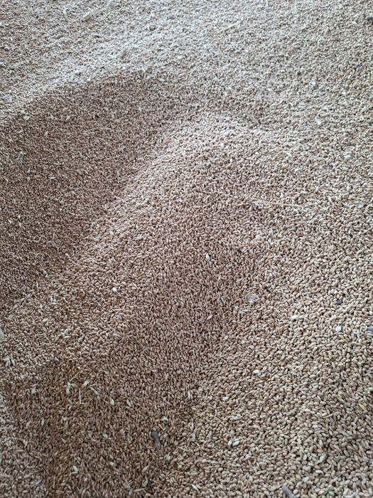 Vând grâu porumb si triticale