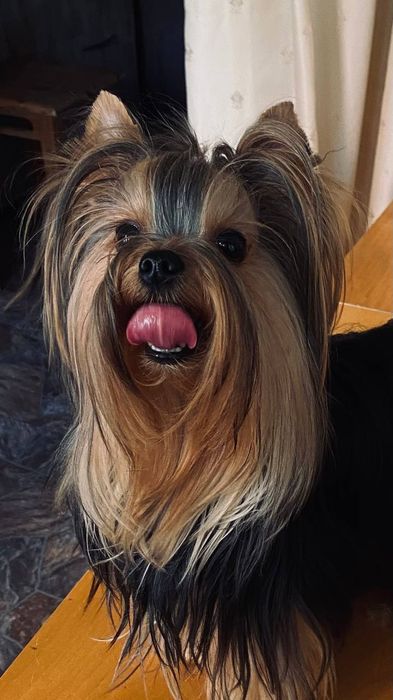 Вязка йоркширский терьер.