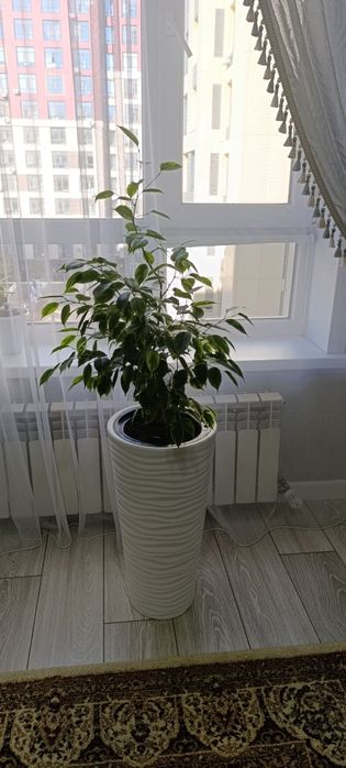 Продам цветы Бенджамин
