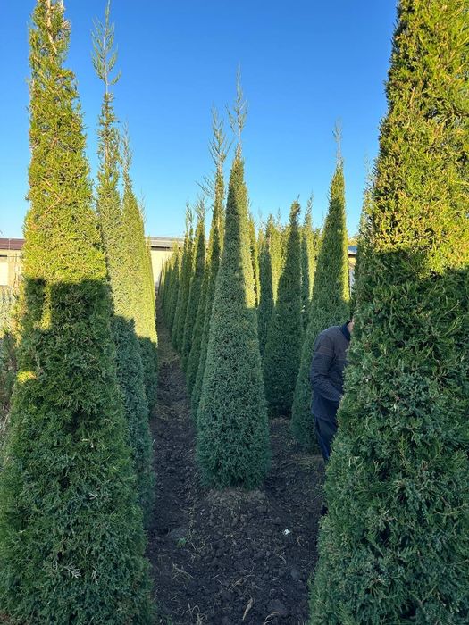 Арча маживелник 3.5м