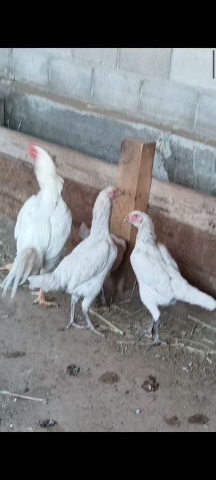 Дакан китайцы, борцовки