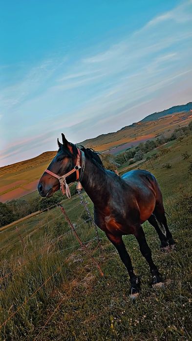 De vânzare mânz de 2 ani  cuminte frumos pt pretențioși cine e interesat sa  sune la Nr de  tel 0774423055 sunați cine e interesați să sune cine nu sa