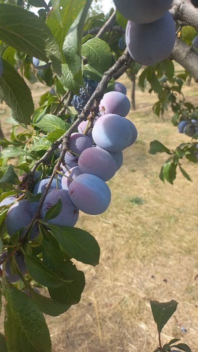 Strugurii capsunica parfumata de vânzare și prune pt țuică!!!
