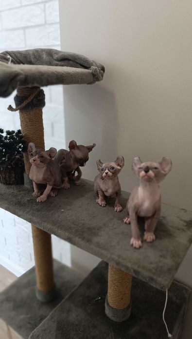 Эльф (сфинкс)  бесподобные котята