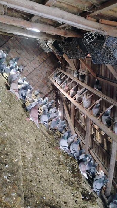 Vând porumbei poștaș