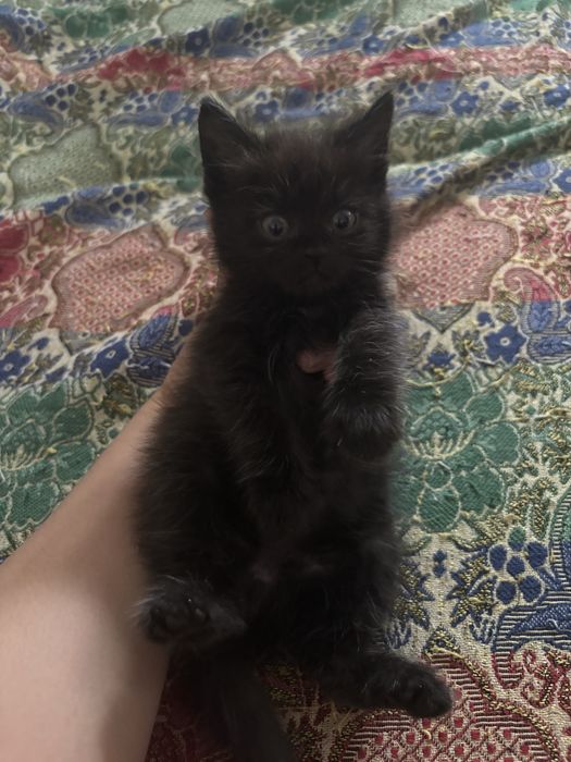 Котенок ищет дом! Мальчик