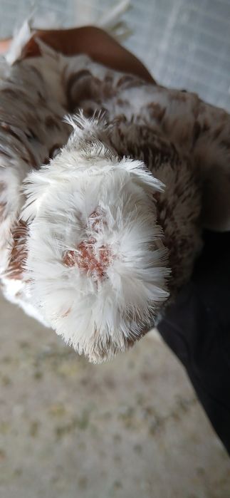 Гульбадам молодой