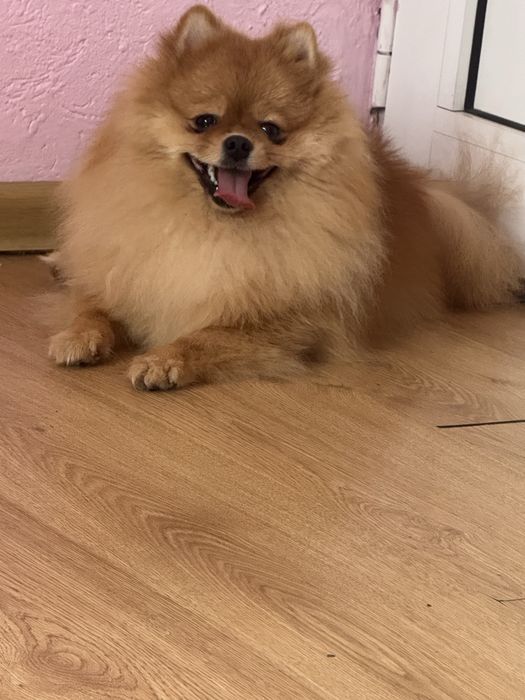 Померан с чип и всички ваксини