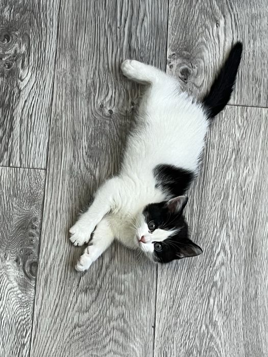 Отдам котёнка девочку в хорошие руки