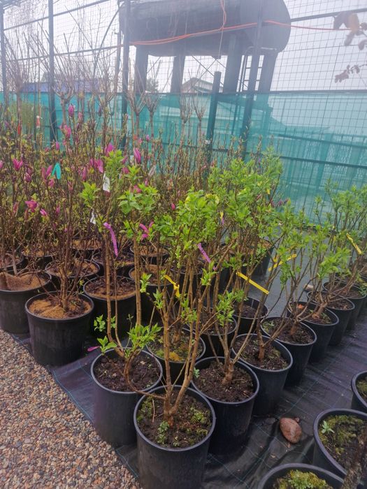 Газон ель сосна саженцы