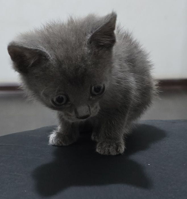 Котенок. Девочка 2.5мес