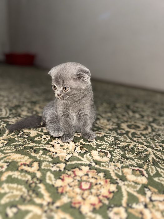 Katta mushuk va bolalari sotiladi