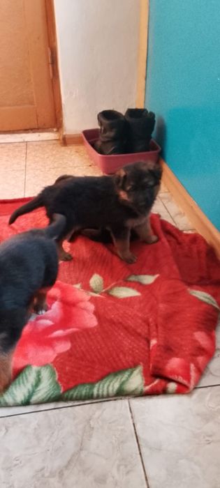 Продам щенят овчарка