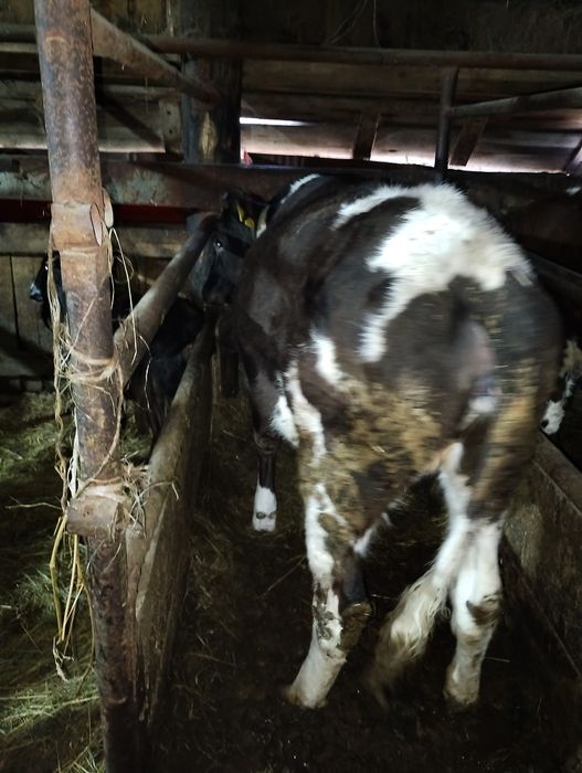 Продам 2 телочки