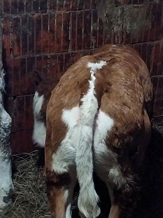 Vând viței baltati