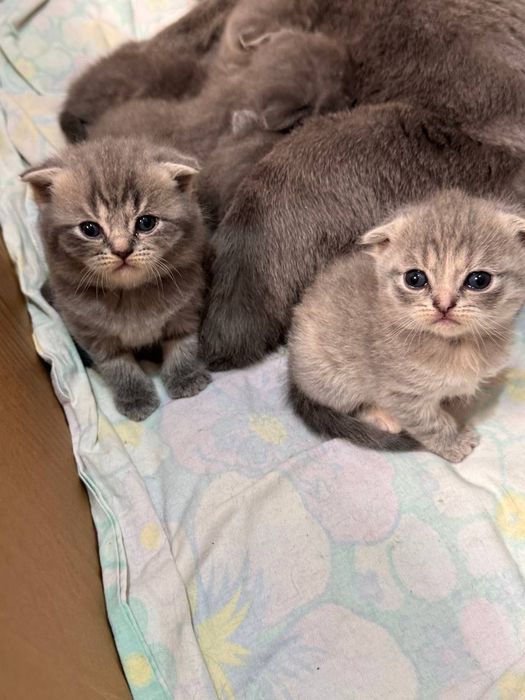 Чистокровные котята Скотиш Фолд