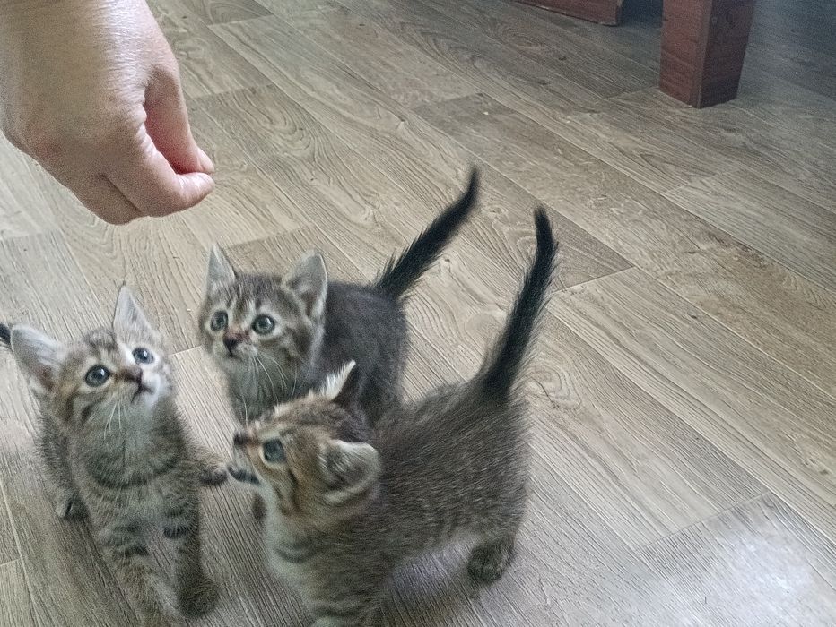 Отдам котят в хорошие руки