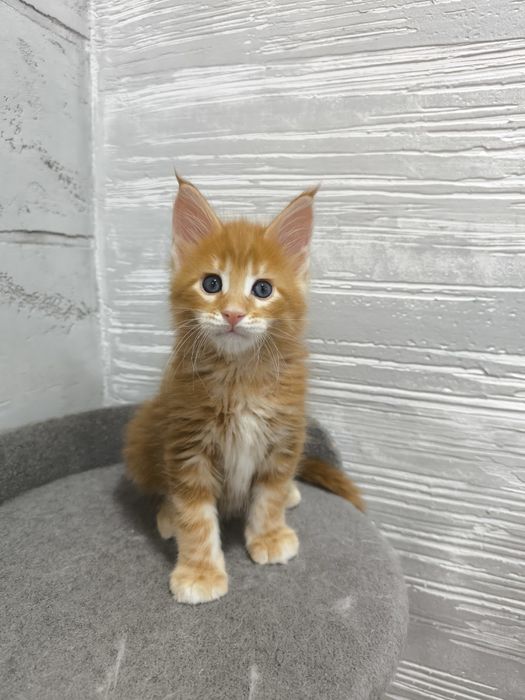 Продам котят Мейкун