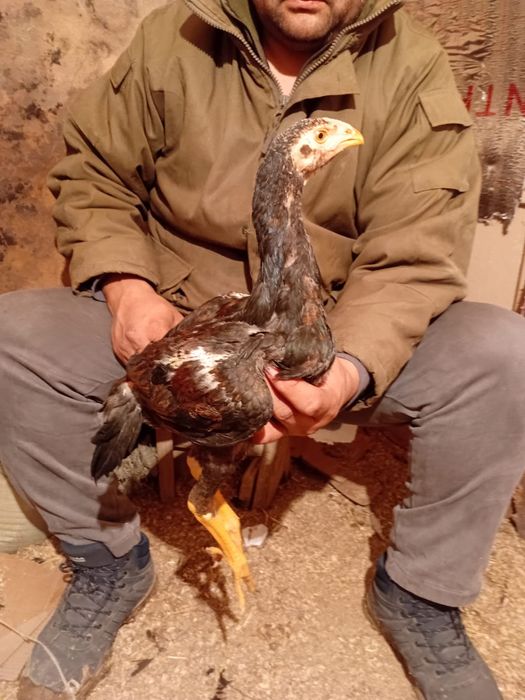 Дакан жужики шамо карея