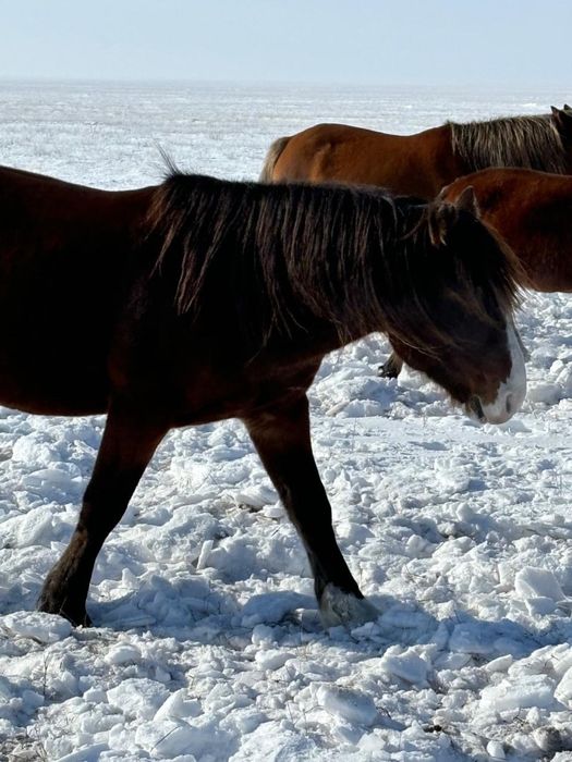 Продам . Жеребца.