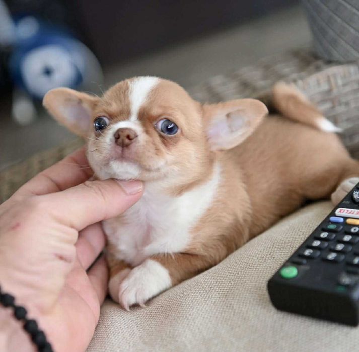 женско мини чихуахуа