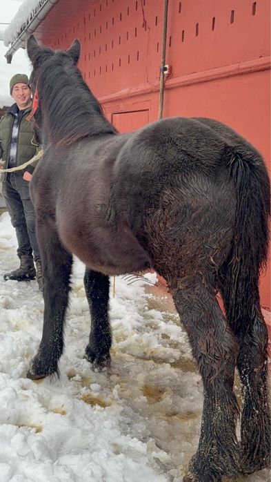 Vând mânze ardeneze sură, murgă, neagră