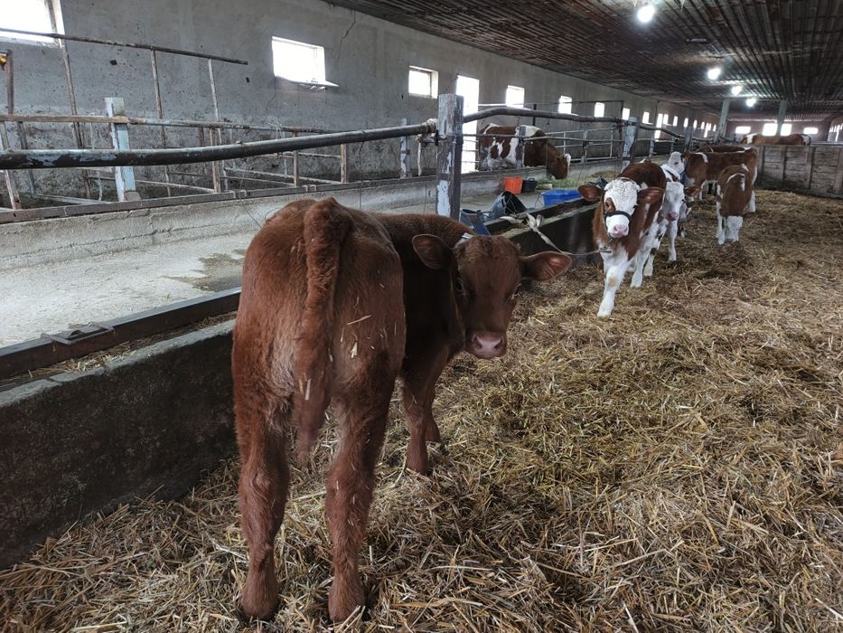 буқачалар сотилади