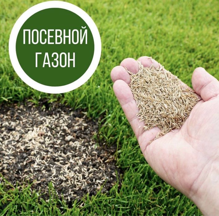 Газон екамиз уруг ва рулон 100% Халол!